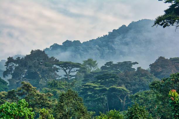 Liberia: NUCFDC Ends Regional Dialogue On Forest Sector Law in Maryland County - Cover Image